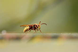 「這季節」虎頭蜂最凶猛！ 專家警示：見1、2隻圍繞應速離開