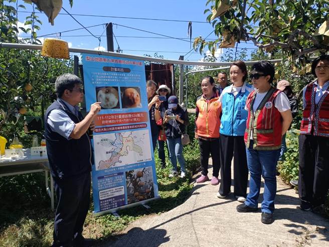 東方果實蠅危害梨山造成梨山梨損2成，台中市農業局防治有成，市長盧秀燕今訪視果園防治示範區給予同定。（陳淑娥攝） 