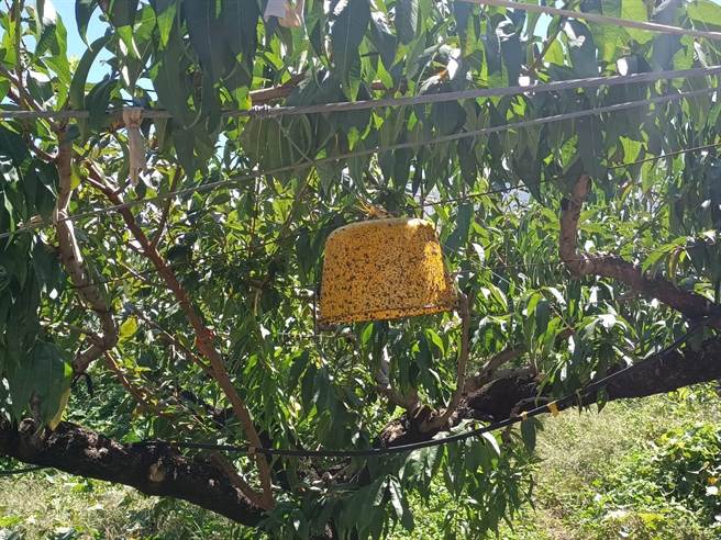 東方果實蠅危害梨山造成梨損2成，台中市農業局防治有成。（陳淑娥攝） 