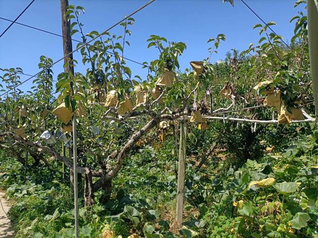 東方果實蠅危害梨山造成梨損2成，台中市農業局防治有成。（陳淑娥攝）