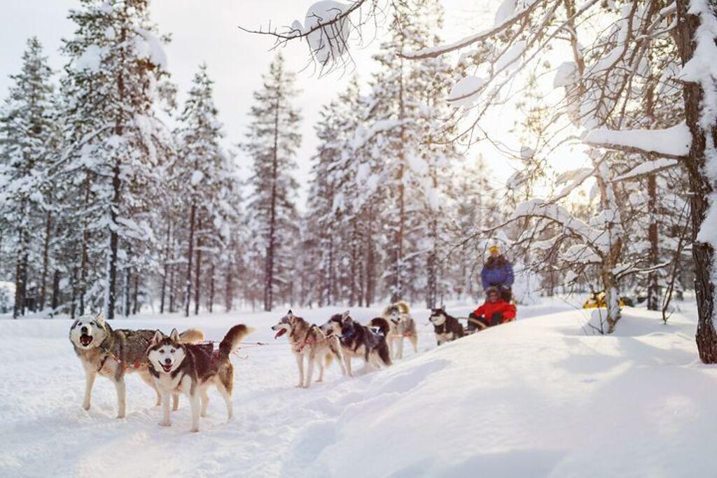 冬季雪上活動，哈士奇犬拉雪橇體驗。　圖：shutterstock／來源
