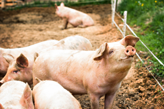 進口美國活體豬合法洗產地？ 食藥署緊急澄清