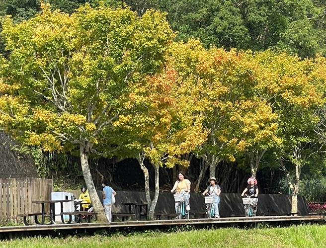 日月潭水社坝旁的黄金枫转色了，蓝天白云下金黄色枫叶更耀眼动人，吸引游客驻足拍照。（杨静茹摄）