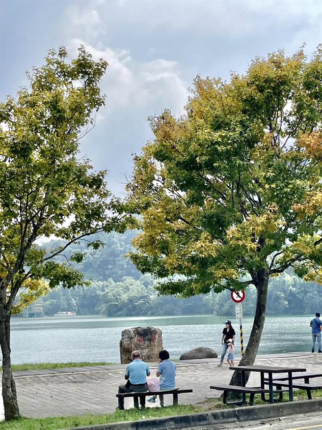 日月潭日夜温差大，每年10月至12月是黄金枫逐渐转色时期。（杨静茹摄）