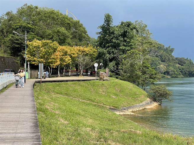 日月潭水社坝黄金枫耀眼动人，与青翠山脉、碧绿湖水相互辉映，相当美丽。（杨静茹摄）