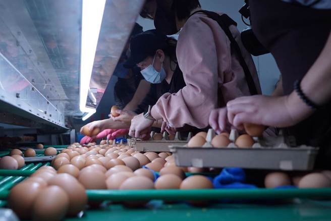 鸡蛋示意图。（本报资料照片）