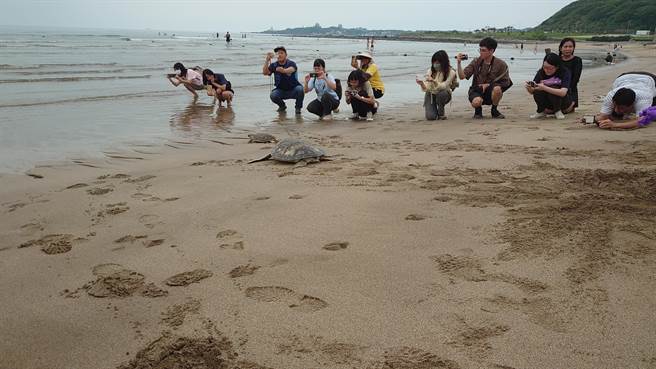 新北市动保处日前于白沙湾海水浴场野放海龟，让救援绿蠵龟及玳瑁重回大海的怀抱。（新北市动保处提供）