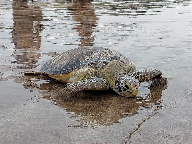 民眾违法私养的绿蠵龟及搁浅于金山海岸的玳瑁，经收容、养伤及復健已逐渐恢復健康，经3次检验评估终于达可野放标准。（新北市动保处提供）