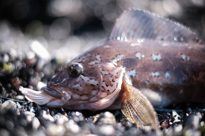 美国一名男子钓到长线六线鱼，而牠的鱼肉竟是蓝色，下锅烹煮后还会变色。(示意图/达志影像)