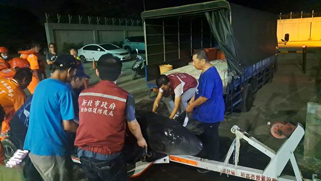 小抹香鲸以沙滩车运至卡车旁，救援伙伴合力准备搬上卡车。（动保处提供）