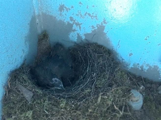 林业及自然保育署台中分署7月进行雪山桥桥体养护工程时，于桥板背面凹槽处发现东方毛脚燕筑巢育雏，该分署立刻停工。（林业及自然保育署台中分署提供）