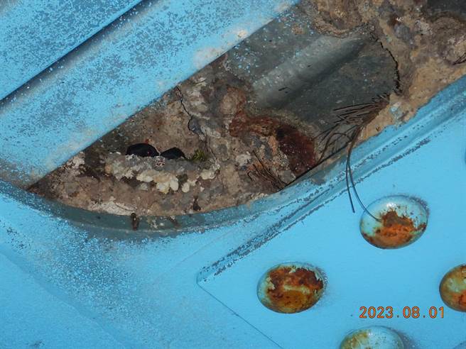 林业及自然保育署台中分署7月进行雪山桥桥体养护工程时，于桥板背面凹槽处发现东方毛脚燕筑巢育雏，该分署立刻停工。（林业及自然保育署台中分署提供）