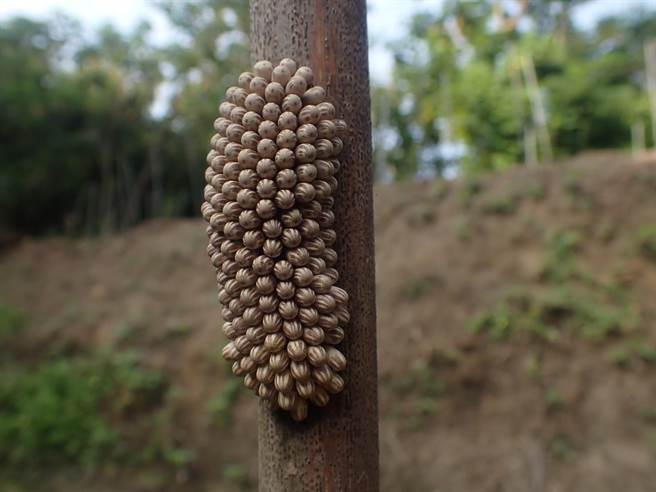 林保署新竹分署在苗栗县后龙镇保安林地復育传统埤塘，喜见大田鱉在人工栖枝下产卵。（林保署新竹分署提供／谢明俊苗栗传真）