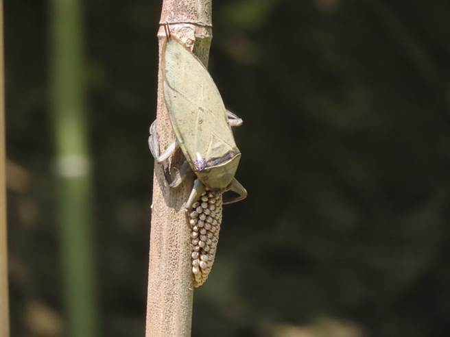 林保署新竹分署在苗栗县后龙镇保安林地復育传统埤塘，喜见大田鱉在人工栖枝下产卵。（林保署新竹分署提供／谢明俊苗栗传真）