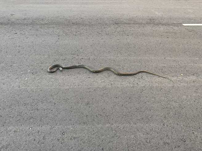 一位女子发现南蛇遭到路杀，旁边还有一堆零钱。（翻摄自爆废1公社脸书）