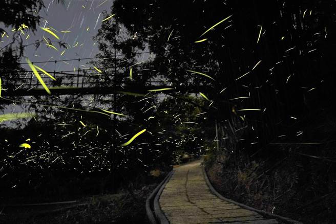 秋天也可以观赏萤火虫，感受也与夏季截然不同。（农业局提供）