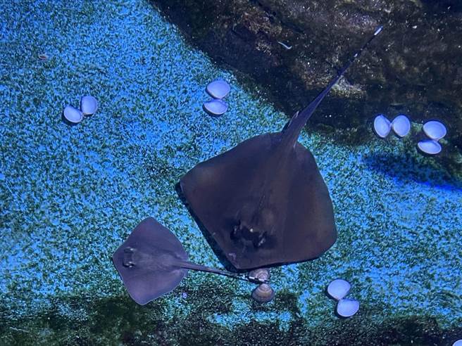 基隆市国立海洋科技博物馆的潮境智能馆饲育的东方新魟，日前产下3尾魟鱼宝宝。（国立海科馆提供／张志康基隆传真）