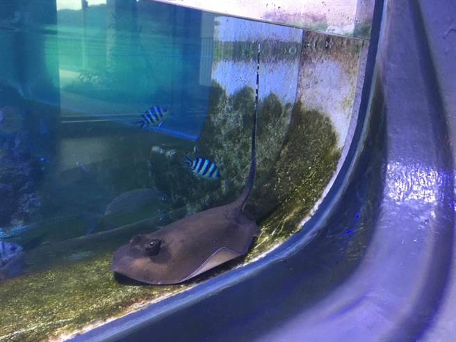 怀孕中的东方新魟，体态明显较为丰腴，而且尾部经常保持上扬姿势。（国立海科馆提供／张志康基隆传真）