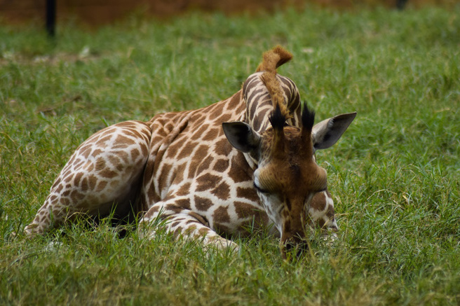 美國野生動物園分享長頸鹿寶寶打瞌睡的影片，搖頭晃腦的可愛模樣引發網友熱議。(示意圖/達志影像)