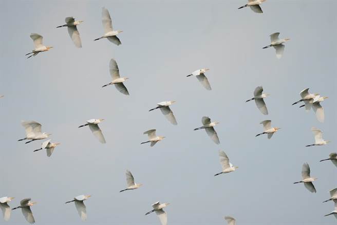 嘉义县太兴村黄头鹭南徙，美姿吸睛。（张昕程提供／廖素慧嘉县传真）