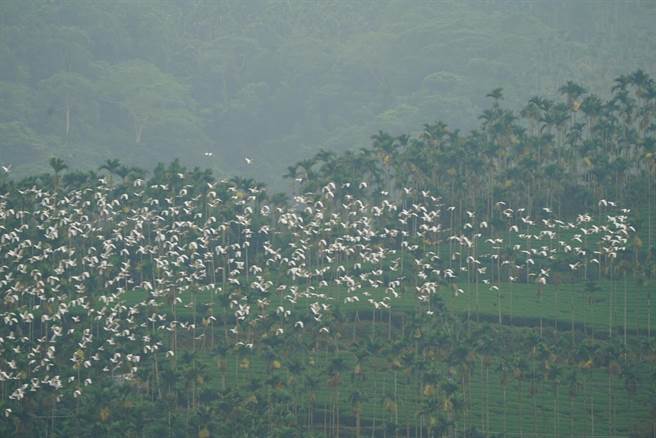 嘉义县太兴村黄头鹭南徙，形成「万鹭朝凤」壮观美景。（张昕程提供／廖素慧嘉县传真）