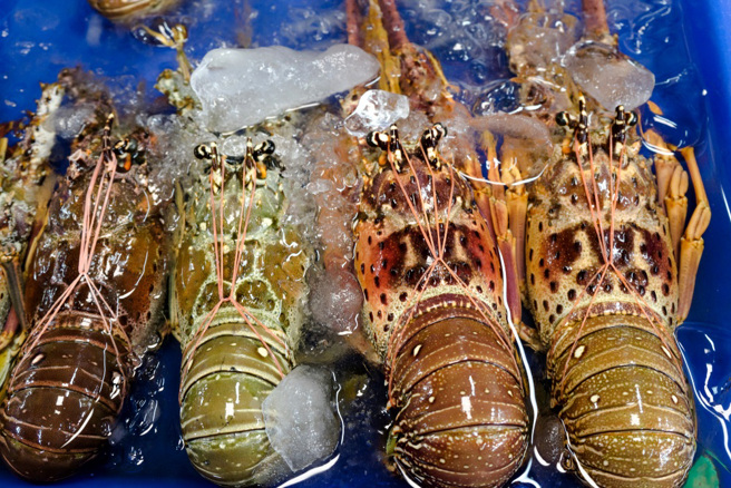 越南海关人员22日指出，因为中国大陆突然限制龙虾进口，导致6公吨龙虾来不及冷藏，死在中越边境。（示意图／shutterstock）