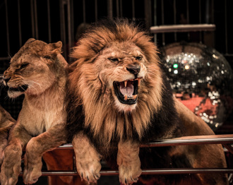 馬戲團表演驚魂！公獅被長棍猛戳暴怒 飼養員慘遭撲咬