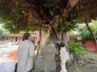 2原因逼上「絕路」彰化孔廟門前60歲榕樹遭砍 民眾不捨