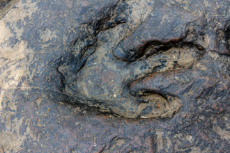 全球罕見！河床發現「40公分蜥蜴腳印」 遠古真身曝光