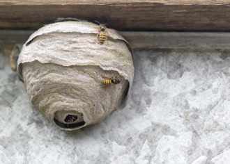 日本大分22人被胡蜂螫 蜂巢難摘接力賽喊停