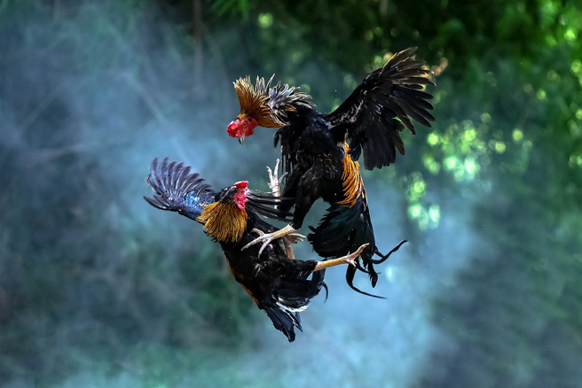 唐朝才子王勃为了帮沛王助兴，写了一篇《檄英王鸡》文，未料竟惹怒皇帝惨被贬官。(示意图/达志影像)