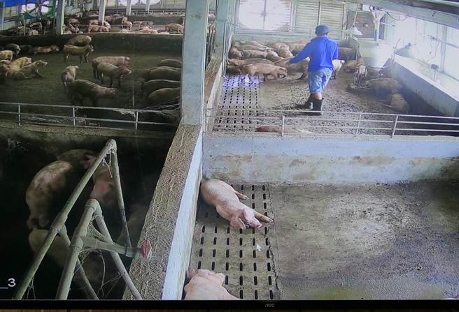 云林县养猪场透过百亿基金改建，新猪舍明亮通风，育成率增加1成。（张朝欣摄）