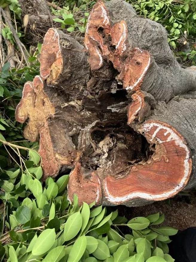 由于病菌仍在现地，因此暂时未规画种植新树，会先消毒半年将病株彻底销毁，再来考虑。（县府文化局提供／吴建辉彰化传真）