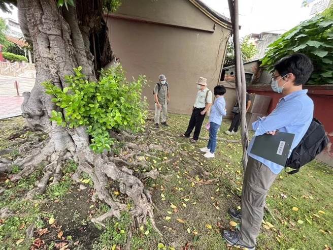 文化局表示，主因是担心树倒压到古蹟，加上病菌若感染其他树种，后果恐不堪设想。（县府文化局提供／吴建辉彰化传真）