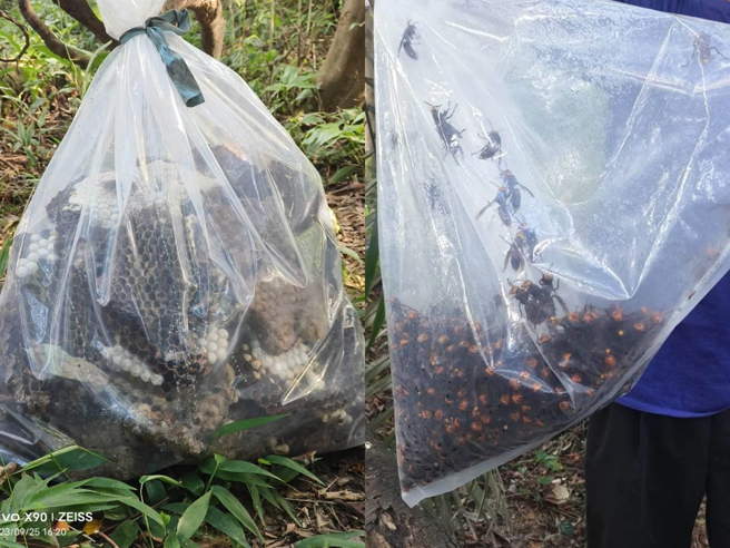 新北市動保處25日下午在山中找到了一個重達20公斤的蜂窩，並捕獲上千隻中華大虎頭蜂。（新北市動保處提供／張志康新北傳真）