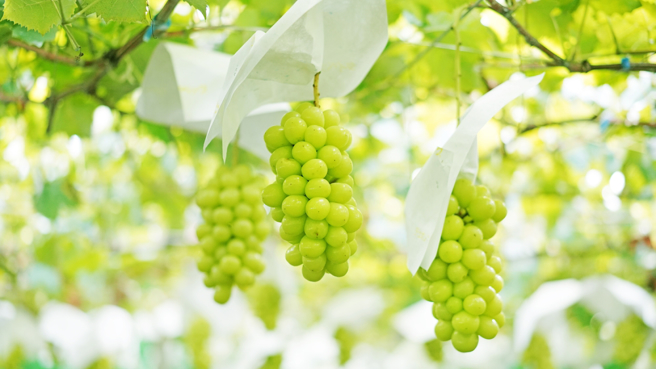 日本麝香葡萄特价，引起婆妈暴动。（图／shutterstock）