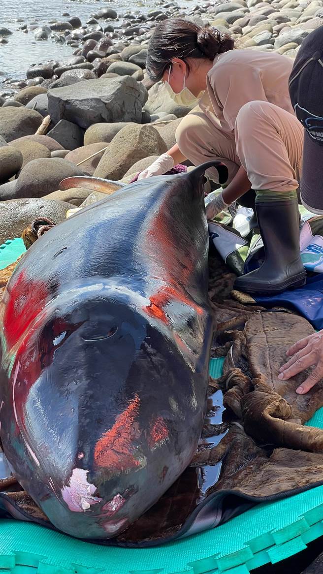 新北市金山区中角湾有一只小抹香鲸搁浅，身体状况不好，进行人道处置减轻痛苦。（金山区公所提供／蔡亚桦新北传真）