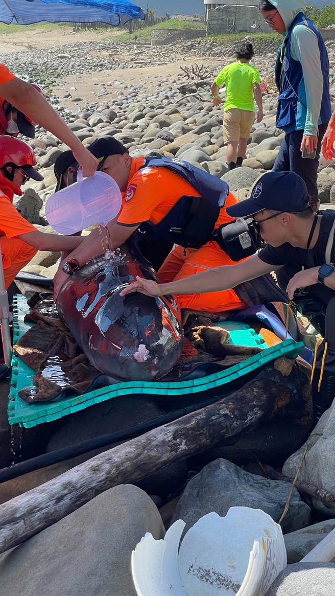 新北市金山区中角湾有一只小抹香鲸搁浅，海巡人员及中华鲸豚协会组成救援团抢救，因身体状况不好，进行人道处置减轻痛苦。（金山区公所提供／蔡亚桦新北传真）
