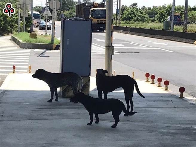 在人类感染狂犬病的案例中将近99％是被罹患狂犬病的犬猫咬伤所致，确保民眾及动物不受狂犬病威胁防检局呼吁饲主不接触野生动物、不弃养家中宠物，以及每年带家中犬猫及人工饲养之食肉目动物施打狂犬病疫苗。（本报系资料照）