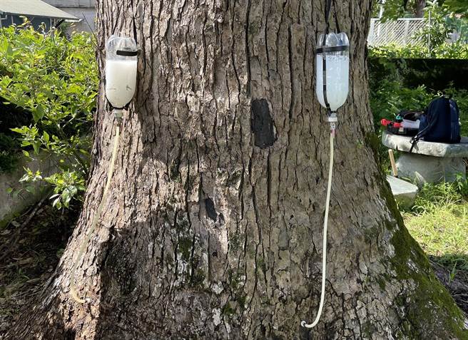 瑞穗国小旁百年老樟树歷经2年抢救，仍无法根治。（林业及自然保育署花莲分署提供／王志伟花莲传真）