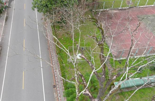 生病老樟树空拍，树干树枝已无新芽。（林业及自然保育署花莲分署提供／王志伟花莲传真）