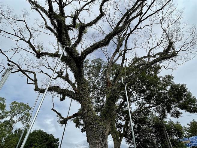 生病老樟树，一度用支架支撑。（林业及自然保育署花莲分署提供／王志伟花莲传真）