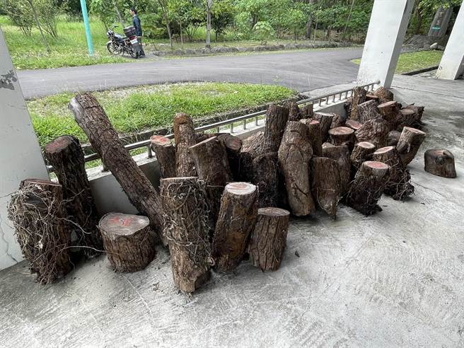 老樟树裁切后制成板材，用于木笔、手机架等，回馈地方学生教学使用等。（林业及自然保育署花莲分署提供／王志伟花莲传真）