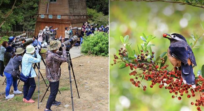 百棵台湾火刺木的鲜红果实成熟，吸引山鸟前来觅食，大批鸟友也带着相机齐聚杉林溪抢拍。（杉林溪自然教育中心提供／杨静茹南投传真）