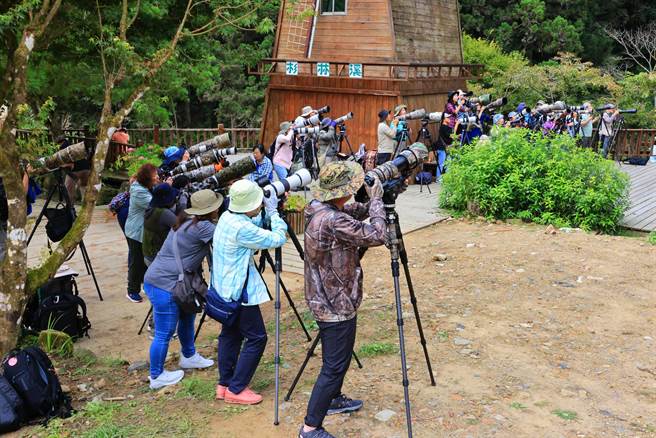 拍摄鸟类的玩家说，捕捉绿叶红果间鸟类轻盈可爱的姿态，相当有成就感。（杉林溪自然教育中心提供／杨静茹南投传真）