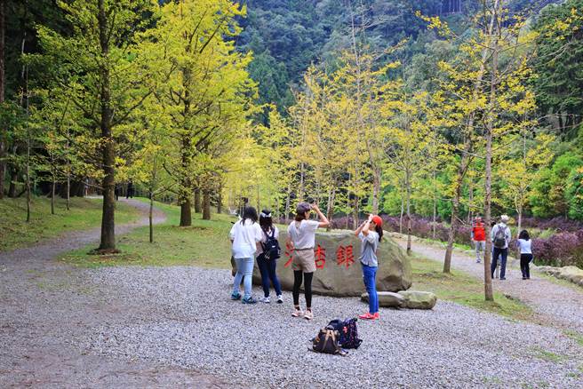 杉林溪130棵银杏树的叶子已经转黄，即日起到国庆连假都是最佳观赏时机。（杉林溪自然教育中心提供／杨静茹南投传真）