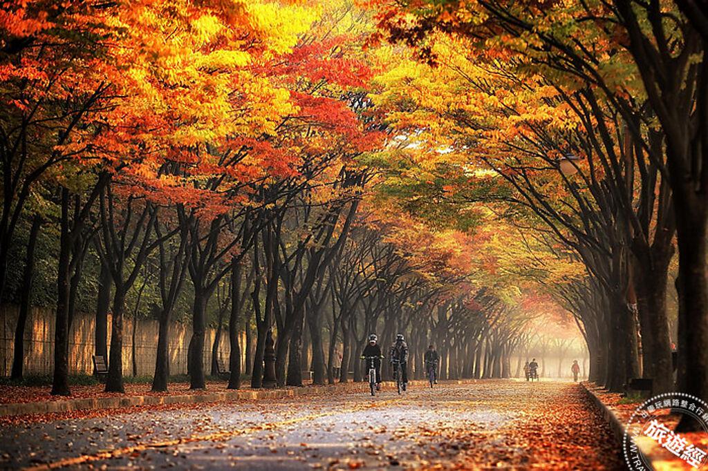 秋季Instagram打卡之旅探索首爾附近秋色(圖：Klook提供)