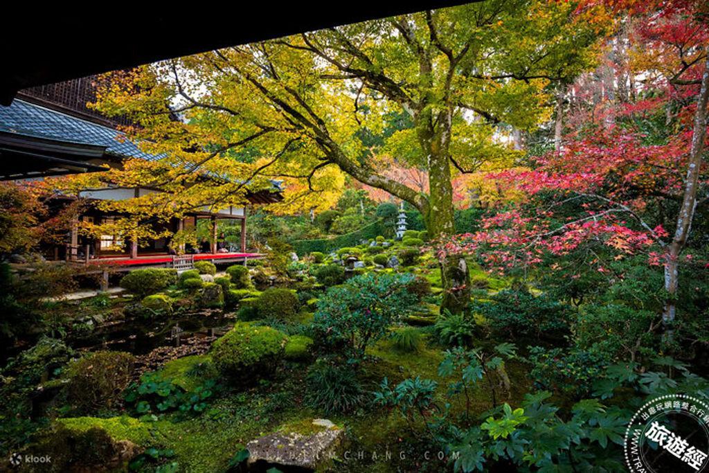 三千院絕對是京都賞楓不可錯過的絕佳勝地之一，在「楓葉祭」還能一邊品茶一邊觀賞庭園內紅葉交相輝映 。 （Klook 提供）  