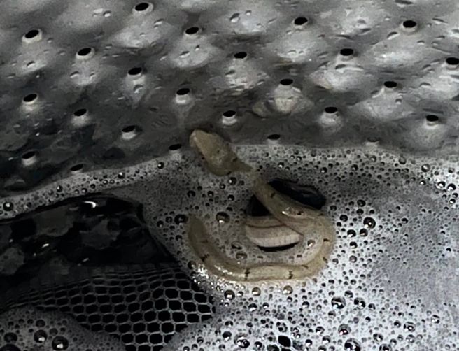 洗衣机突然卡住，她打开一看竟有只「小绿蛇」。（图／翻摄自爆系知识家）