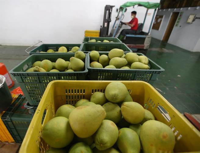 苗栗县长锺东锦日前喊话北京，盼能够恢復文旦柚输陆。（摘自中新社）